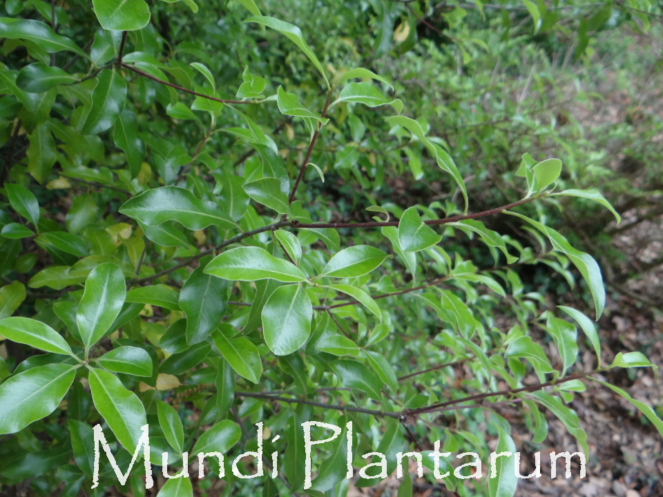 Pittosporum Coriaceum Mundi Plantarum